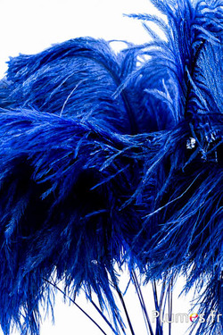 Panicule struisvogel - 35-40 cm - blauw-natuurlijk grijs
